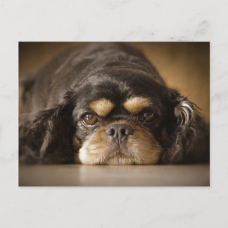 Cartão Postal Cutie Cav!