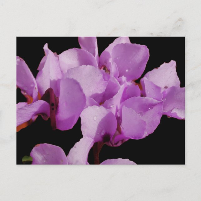 Cartão Postal Cyclamen Coum (Frente)