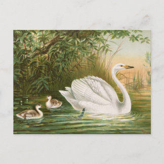 Cartão Postal Cygnus cygnus por Johann Friedrich Naumann