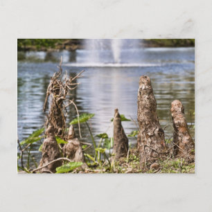 Cartão Postal Cypress Knee