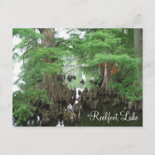 Cartão Postal Cypress Knees no Lago Reelfoot