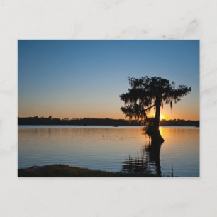 Cartão Postal Cypress no Sunset