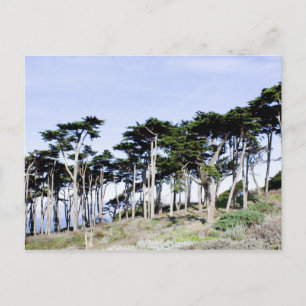 Cartão Postal Cypress Trees no Parque Sutro, São Francisco