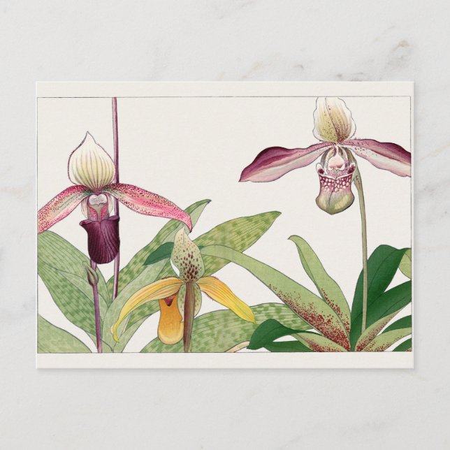 Cartão Postal Cypripedium de Tanigami Konan (Frente)