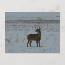 Cartão Postal D11 Whitetail Deer Big Buck em Neve