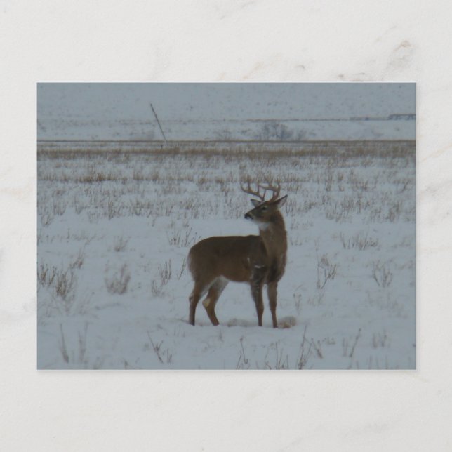 Cartão Postal D11 Whitetail Deer Big Buck em Neve (Frente)
