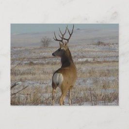 Cartão Postal D20 Mule Deer Buck na neve