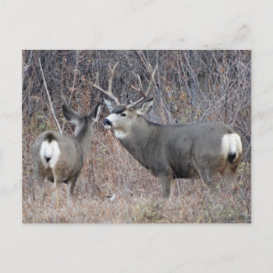 Cartão Postal D29 Mule Deer Buck and Doe