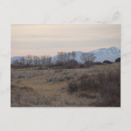 Cartão Postal D4 Mule Deer Buck e Colinas de grama doce