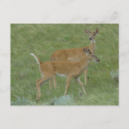 Cartão Postal D6 White-tail Deer Young Bucks