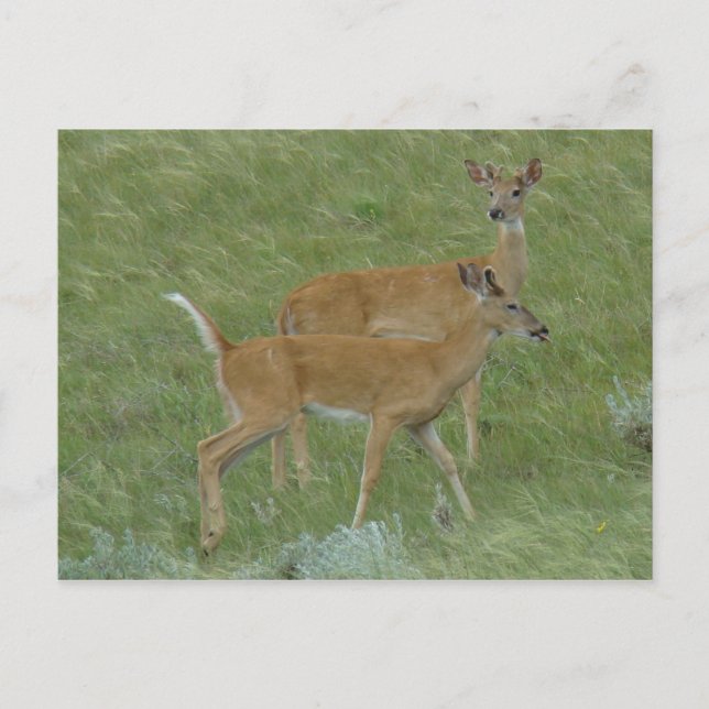 Cartão Postal D6 White-tail Deer Young Bucks (Frente)
