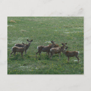 Cartão Postal D7 Mule Deer Bucks em Primavera