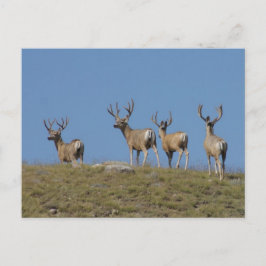 Cartão Postal D9 Mule Deer Bucks in Velvet Sky Links