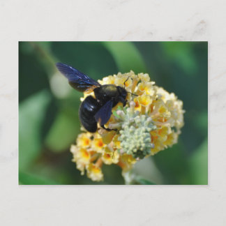 Cartão postal da abelha carpinteira violeta