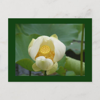 Cartão Postal da água flor lilly