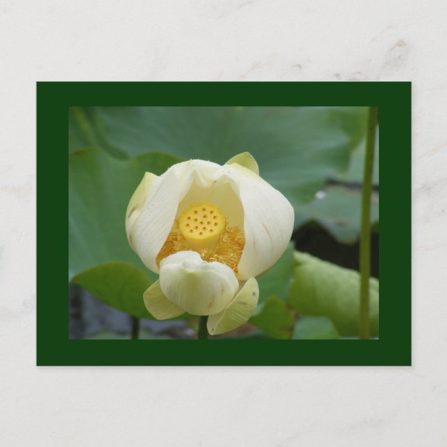 Cartão Postal da água flor lilly (Frente)