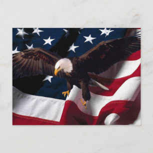 Cartão Postal da Águia Americana 1
