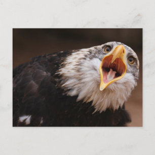Cartão postal da Águia Gritante
