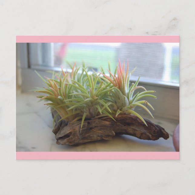 Cartão postal da Air Plant (Frente)