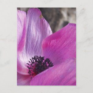 Cartão postal da Anemone Petals