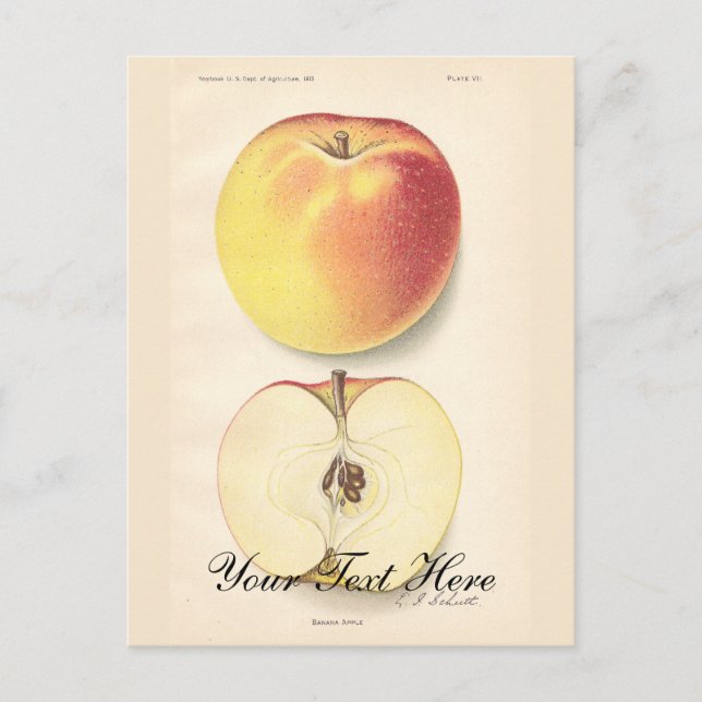 Cartão postal da Apple Vintage (Frente)