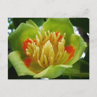Cartão postal da árvore-das-costelas (Liriodendron