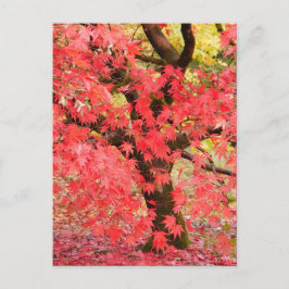Cartão postal da árvore de bordo