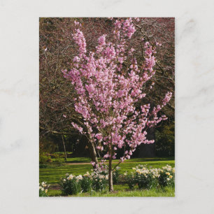 Cartão postal da árvore de cereja rosa