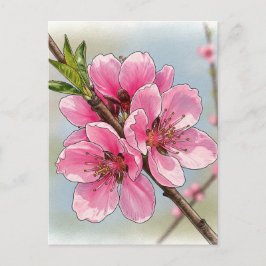 Cartão postal da árvore de cerejeira Sakura em flo