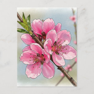 Cartão postal da árvore de cerejeira Sakura em flo