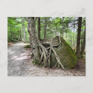Cartão postal da árvore de rock New Hampshire