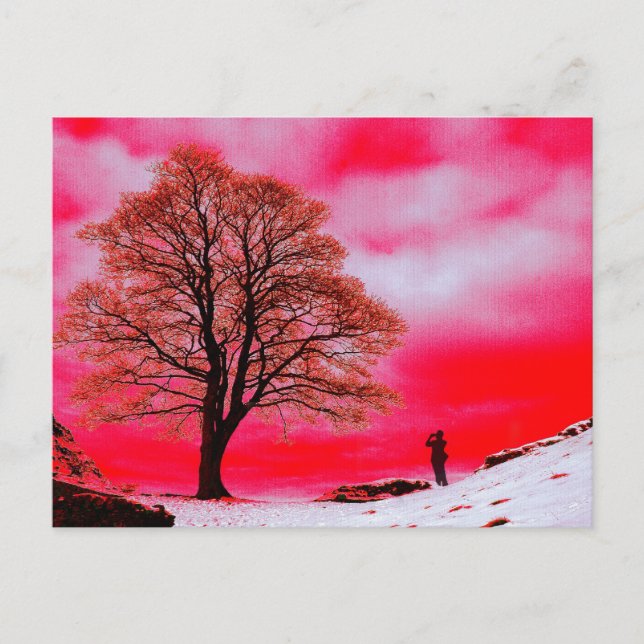 Cartão postal da árvore Sycamore (Frente)