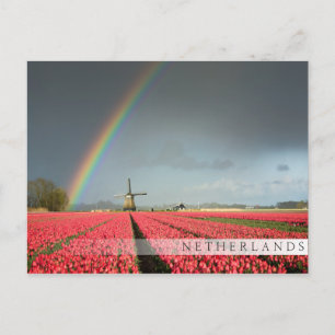 Cartão postal da barra do arco-íris, tulipas e moi