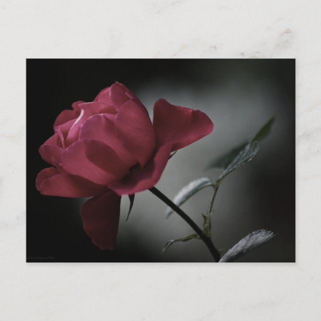 Cartão Postal da Beleza do Amor (Frente)