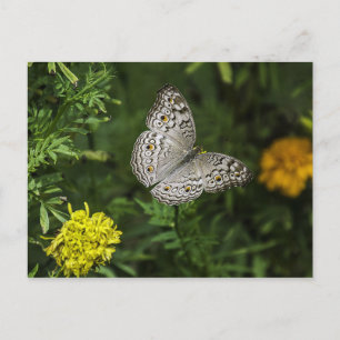 Cartão postal da borboleta