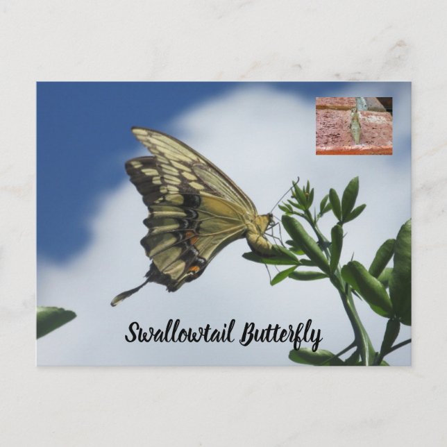 Cartão postal da borboleta (Frente)