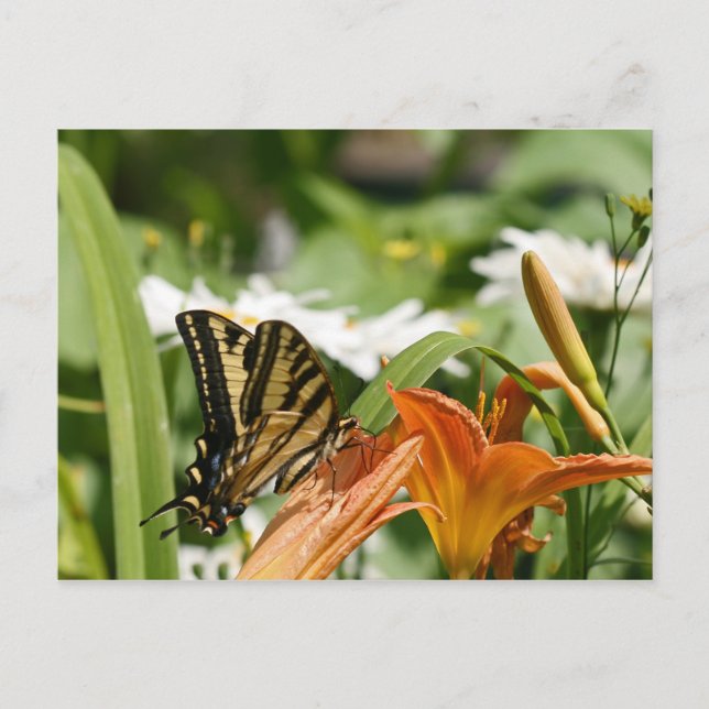 Cartão Postal da Borboleta Monarca (Frente)