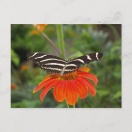 Cartão postal da borboleta Zebra