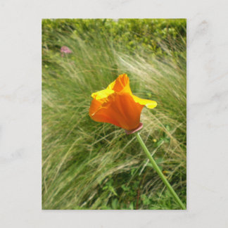 Cartão postal da California Poppy