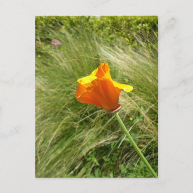 Cartão postal da California Poppy (Frente)