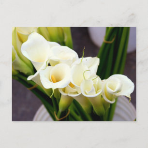 cartão postal da calla lily