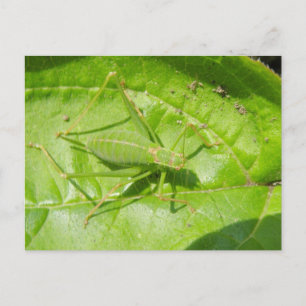 Cartão postal da Camuflagem de Críquete Verde