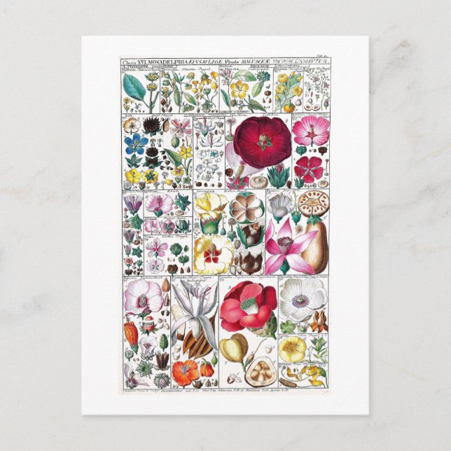 CARTÃO POSTAL DA COLEÇÃO BOTÂNICA VINTAGE (Frente)