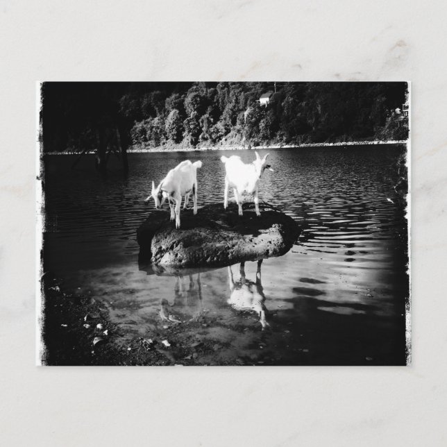 Cartão Postal da Energia da Cabra (Frente)