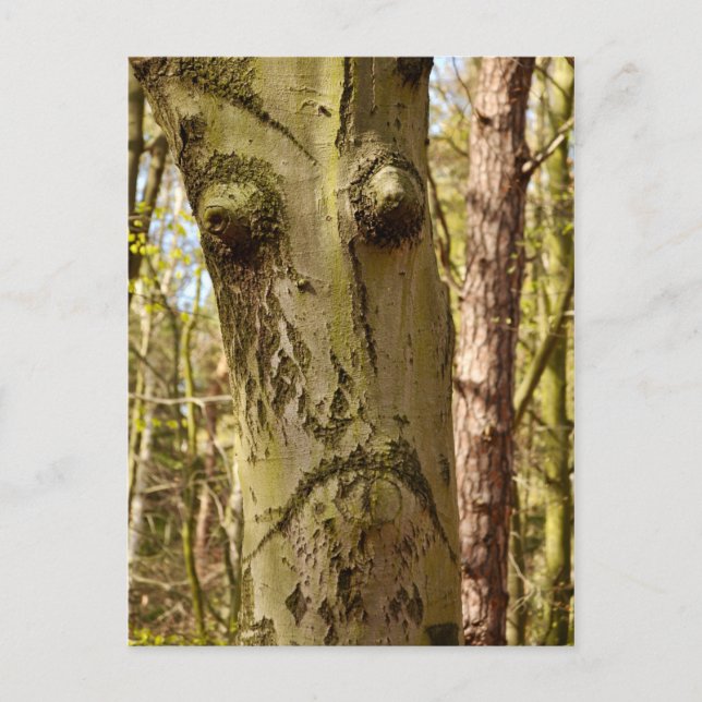cartão postal da ent da floresta (Frente)