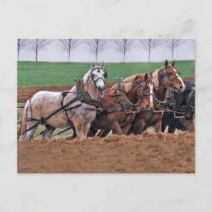 Cartão postal da Equipe dos Cavalos(2)