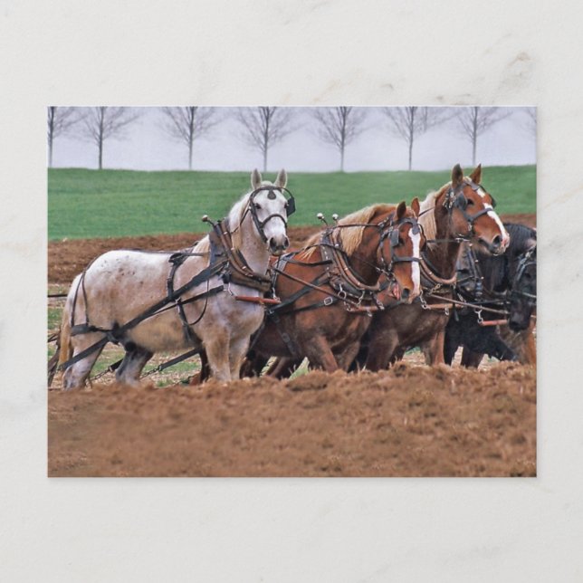 Cartão postal da Equipe dos Cavalos(2) (Frente)