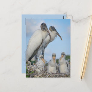 Cartão postal da família Cegonha 