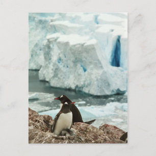 Cartão postal da Família de Pinguins Gentoo