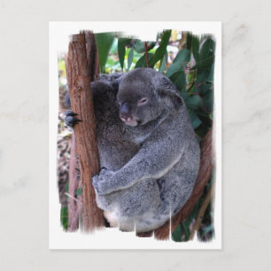 Cartão postal da família Koala
